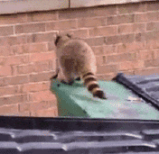 jumpfail.gif